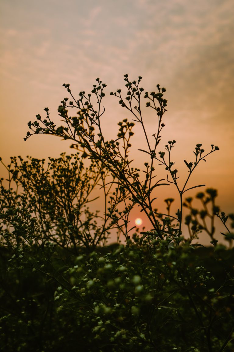 Bokeh photography by Aarati Kulkarni