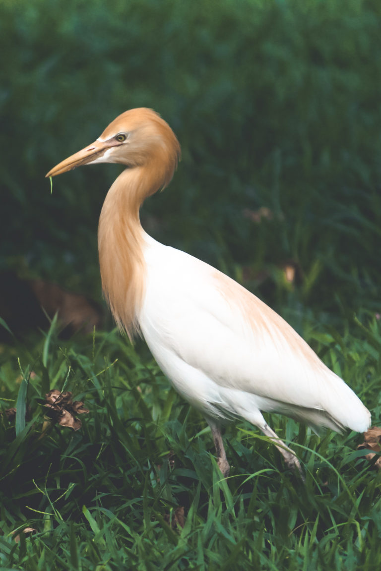 Eastern Cattle Egret by Aarati Kulkarni