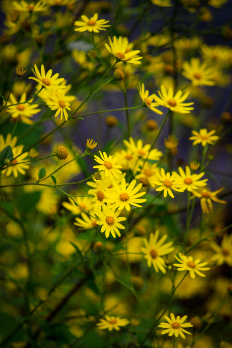 Yellow daisies by Aarati Kulkarni