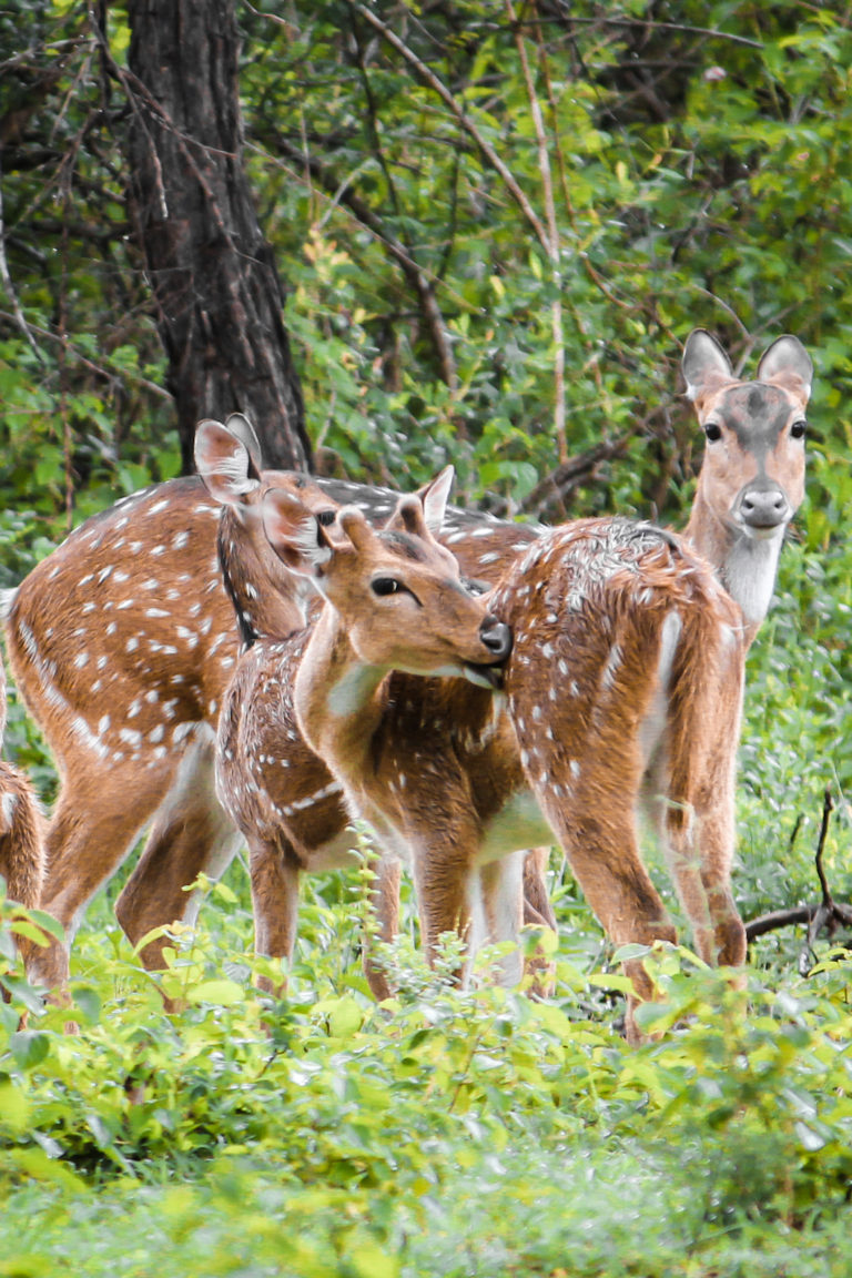 Deer wildlife by Aarati Kulkarni