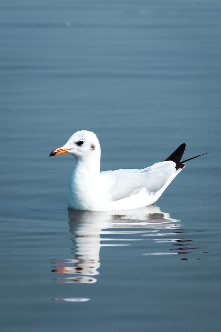 Seagull by Aarati Kulkarni