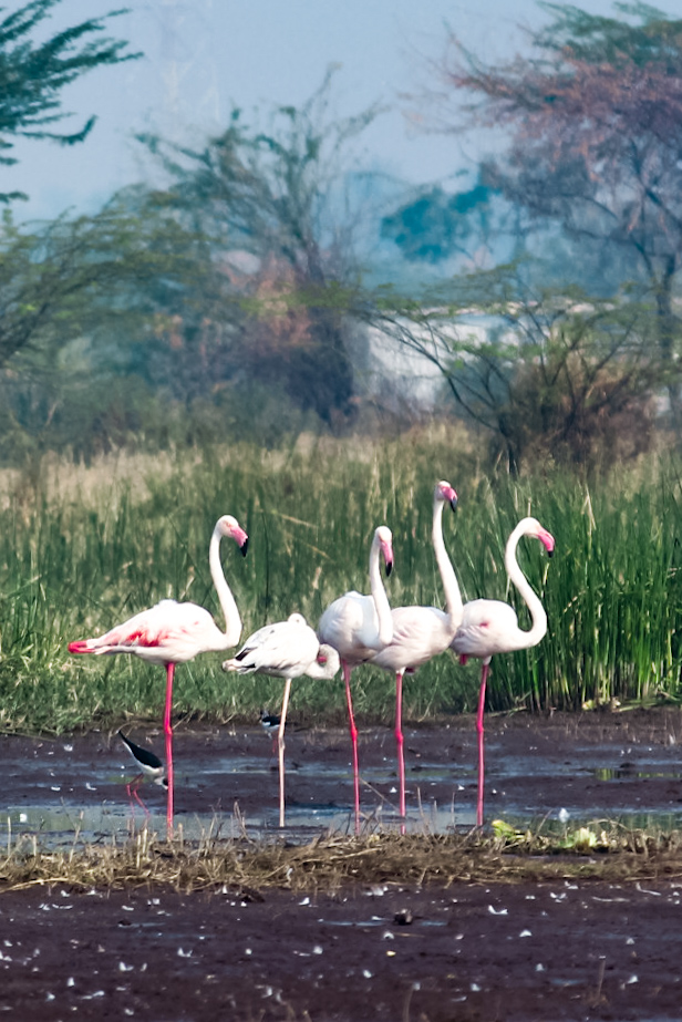 Flamingos by Aarati Kulkarni