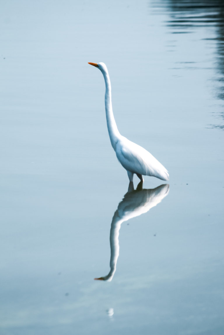 Reflection by Aarati Kulkarni