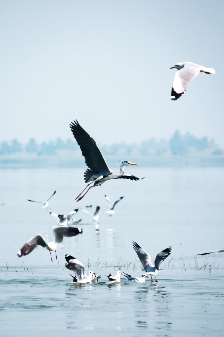 Bird photography by Aarati Kulkarni