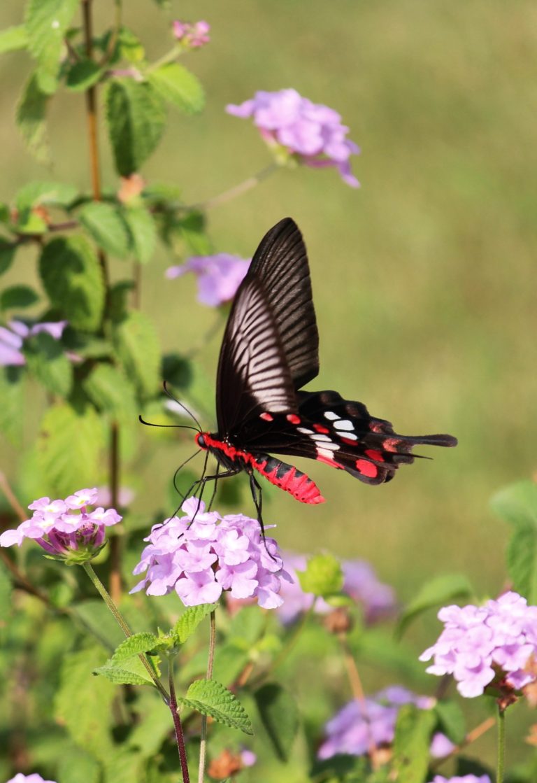 Macro photography by Aarati Kulkarni