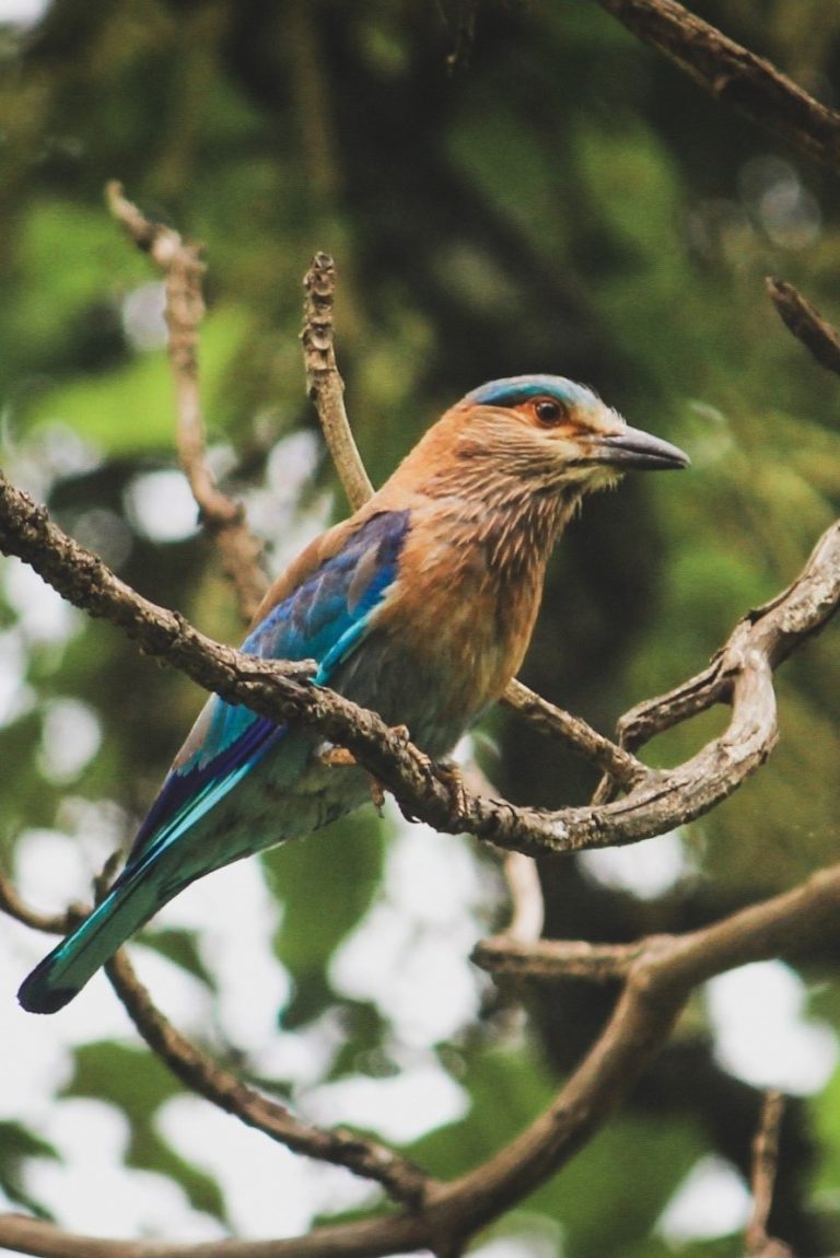 Bird photography by Aarati Kulkarni