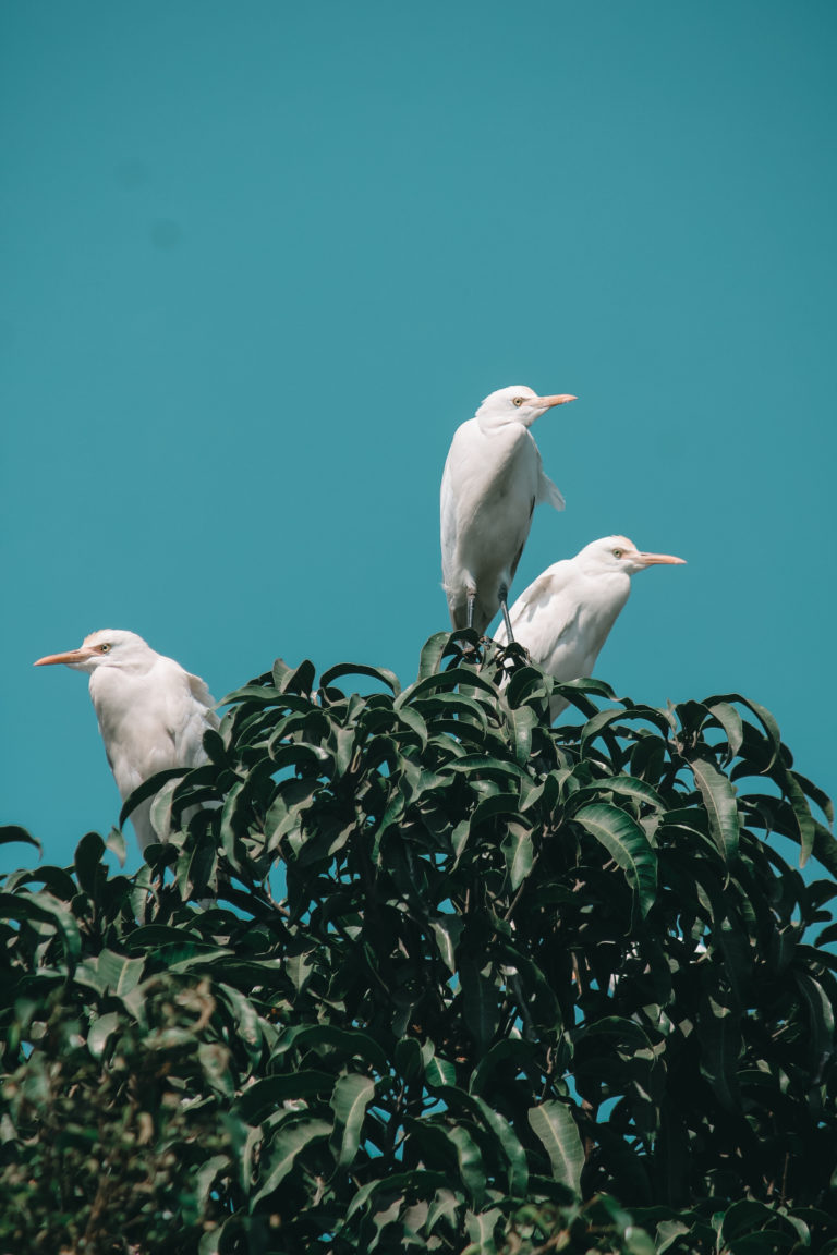 Bird photography by Aarati Kulkarni