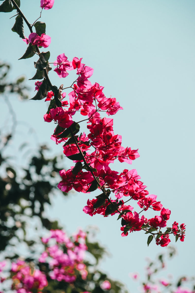 Bougainvillea by Aarati Kulkarni