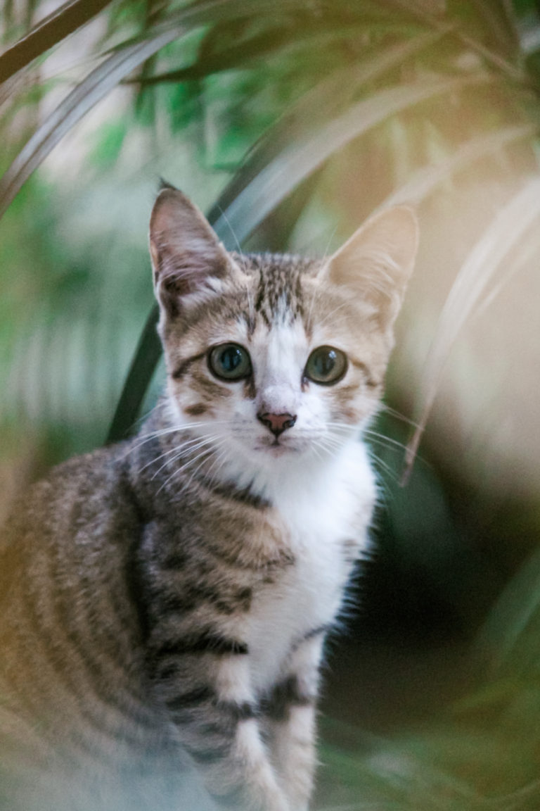 Cat portrait by Aarati Kulkarni