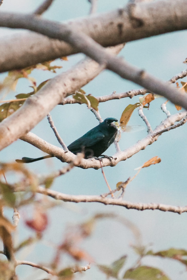 Bird photography by Aarati Kulkarni