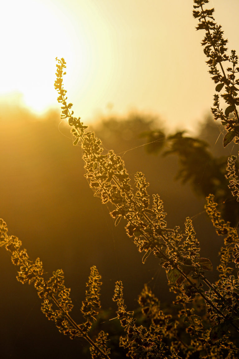 Golden hour photography by Aarati Kulkarni