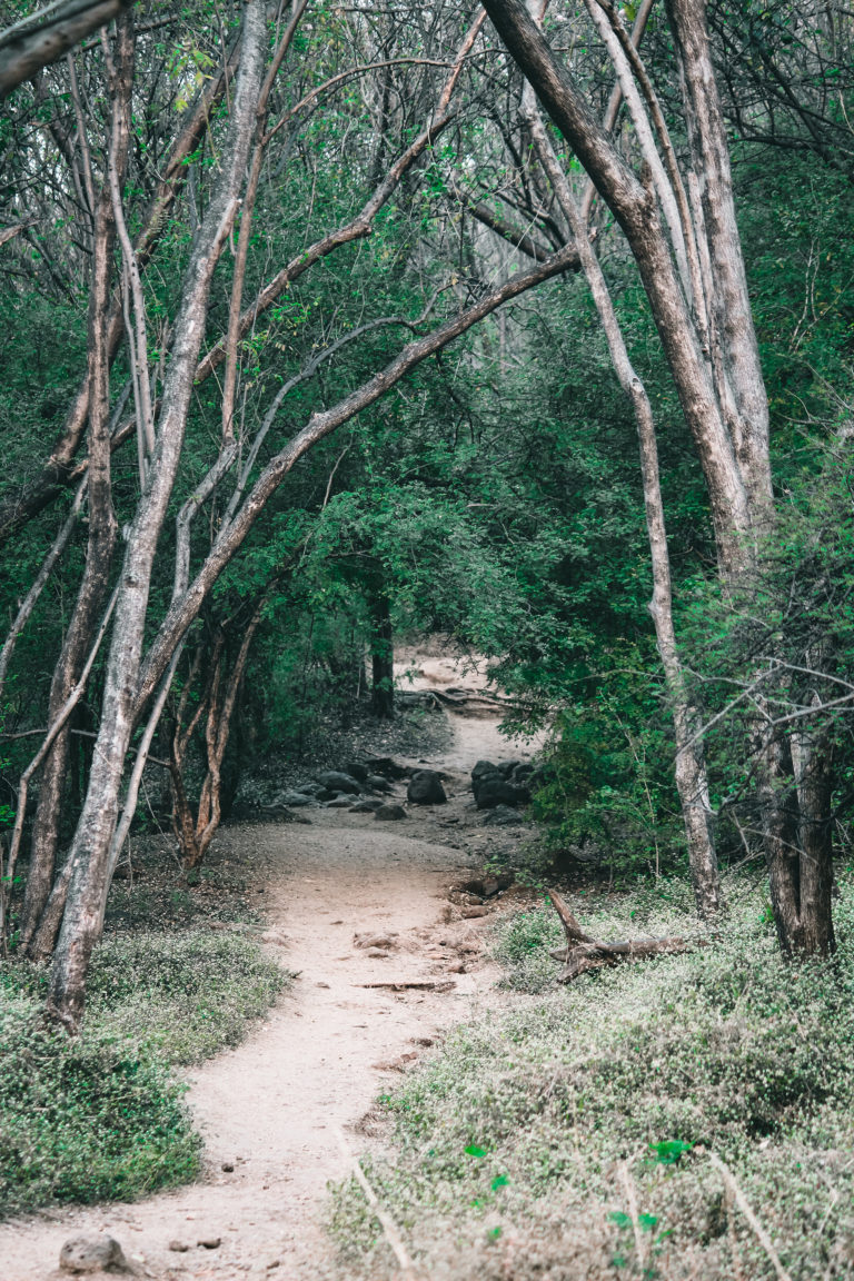 Nature trail by Aarati Kulkarni