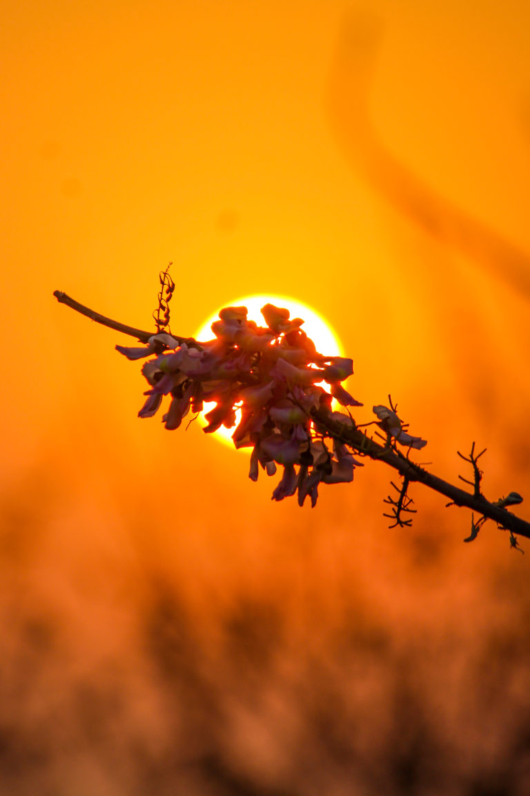 Golden hour by Aarati Kulkarni