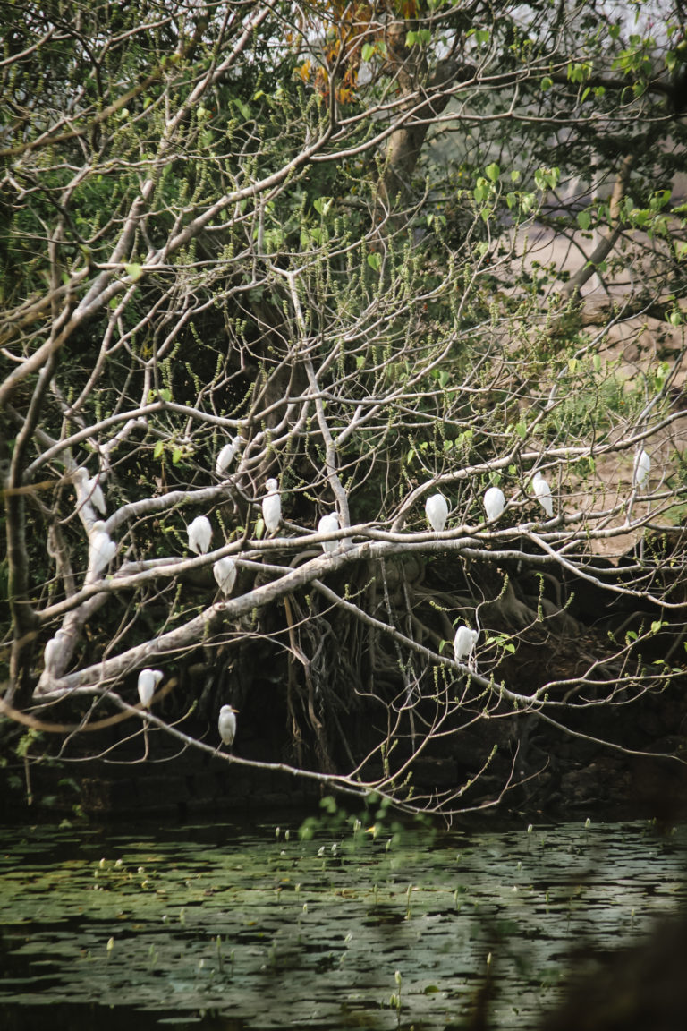 Bird photography by Aarati Kulkarni