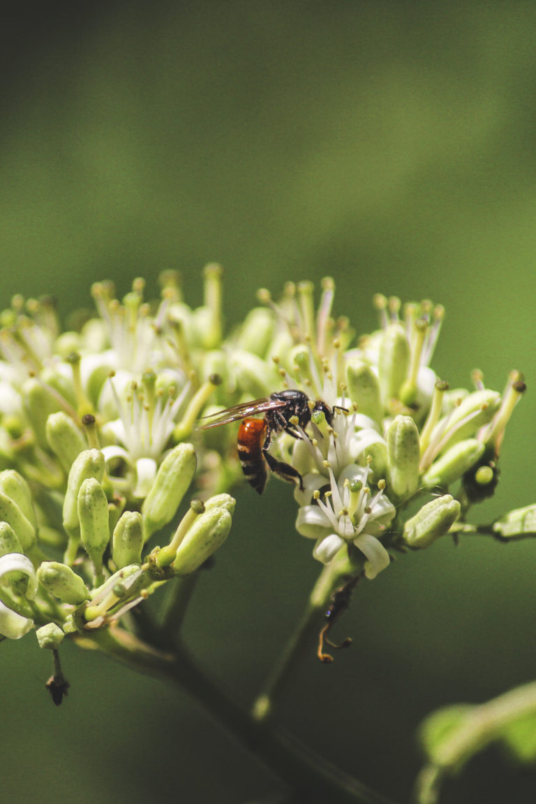 Macro photography by Aarati Kulkarni