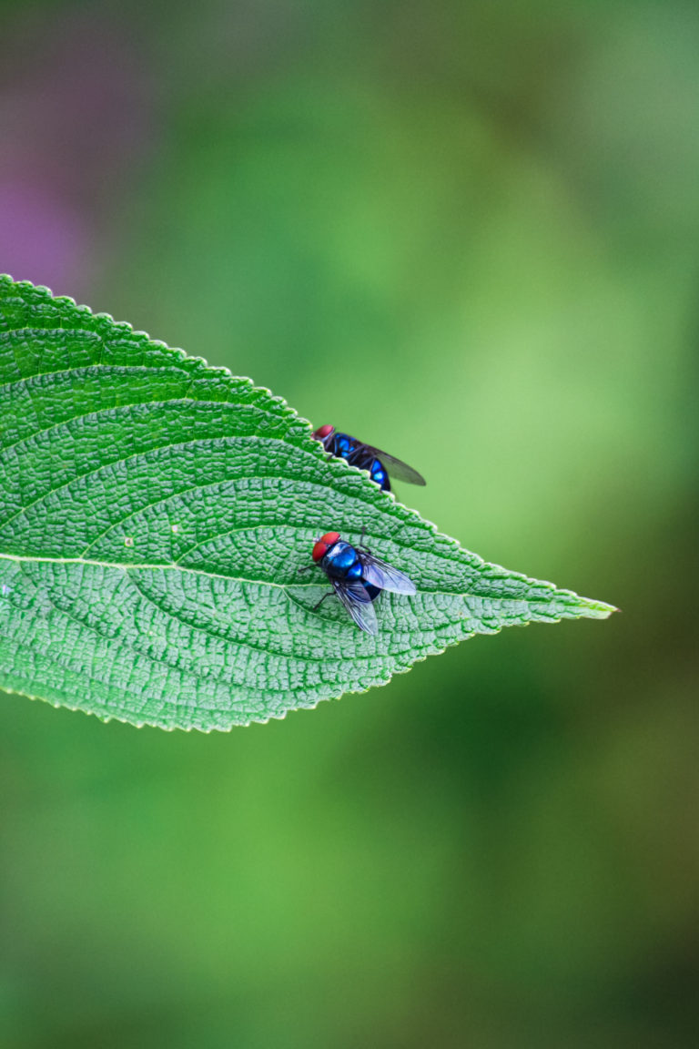 Macro photography by Aarati Kulkarni